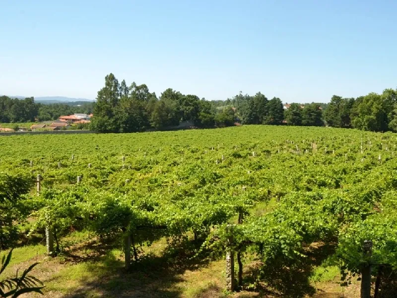 Between Granite and Grapes: A field trip into the Heart of Vinho Verde’s Terroir 2